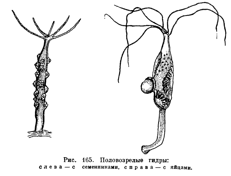 Кракен наркошоп ссылка